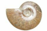 Polished Cretaceous Ammonite (Cleoniceras) Fossil - Madagascar #216058-1